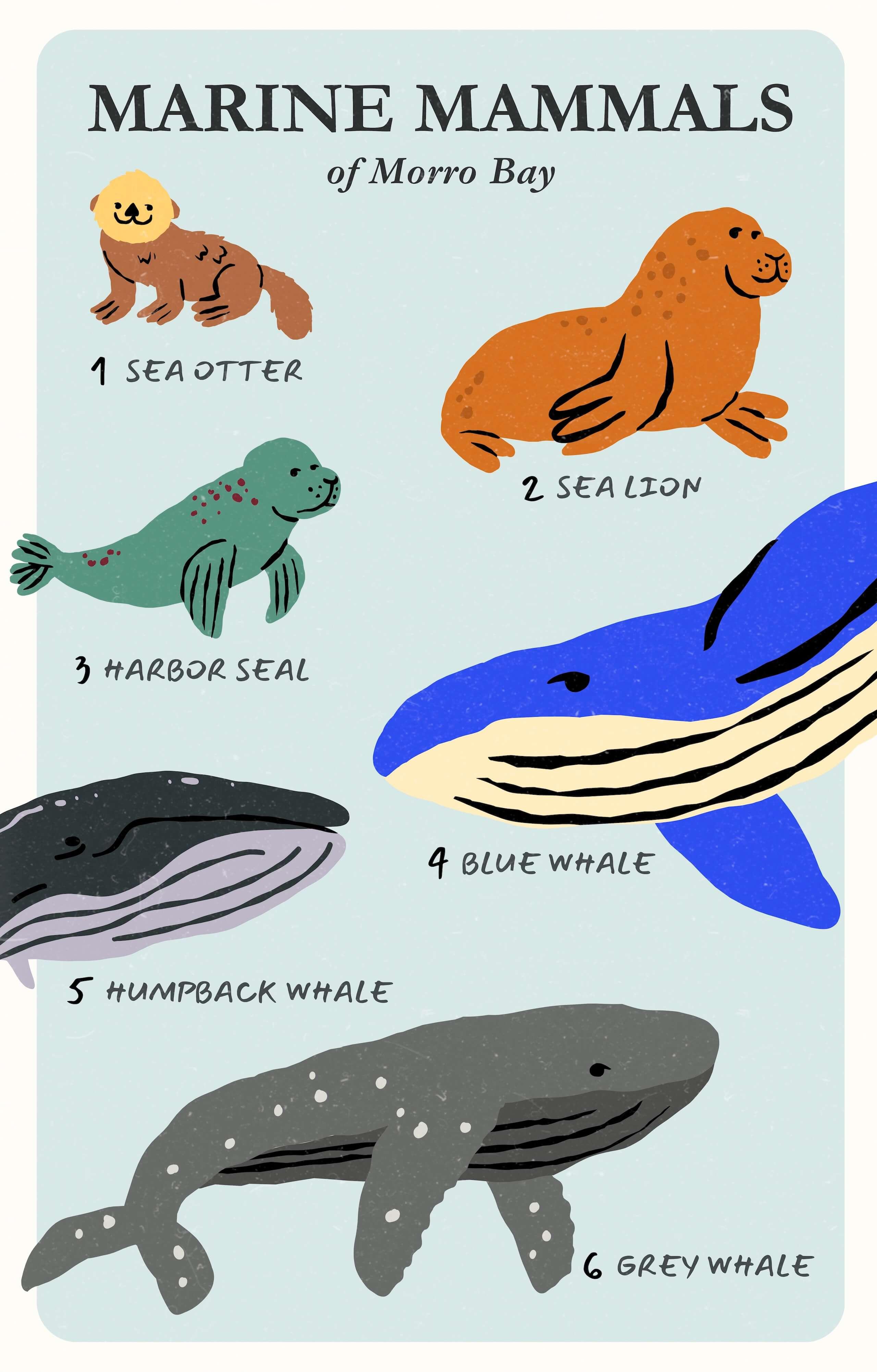 Understanding Social Structures and Communication Among Marine Mammals