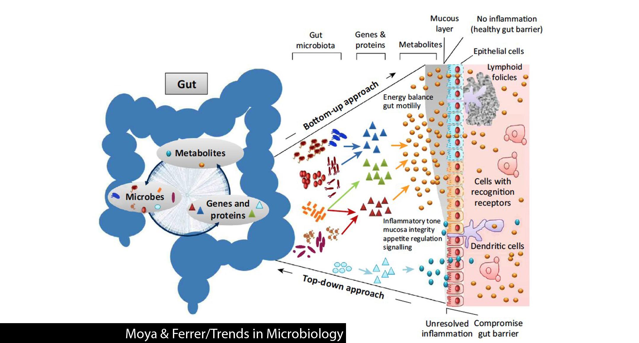 Understanding the Gut Microbiome and Its Impact on Overall Health