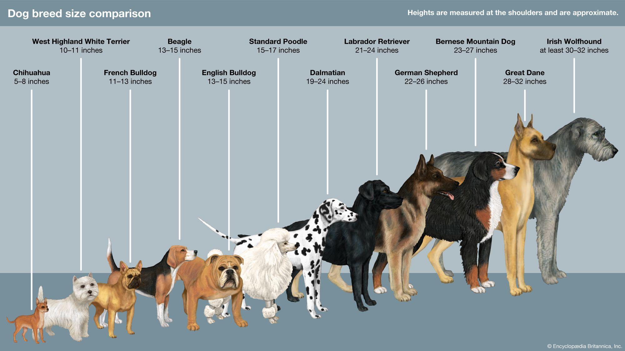 The Influence of Breed on Feline Behavior