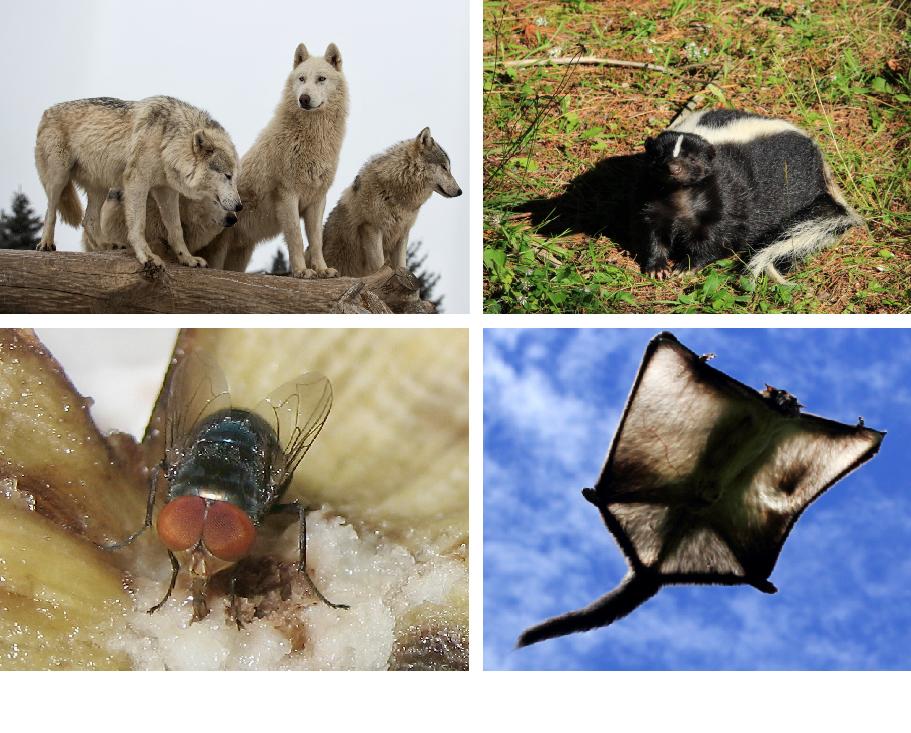 The Remarkable Adaptations⁢ That Keep Animals Thriving