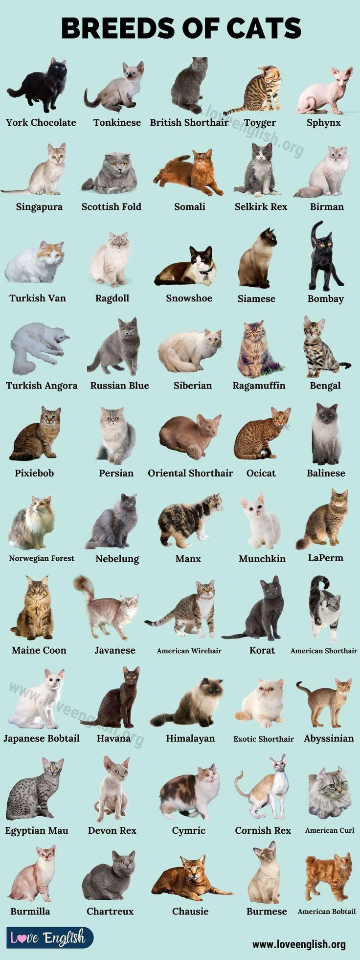 Understanding the Distinct Personalities of Popular Cat Breeds