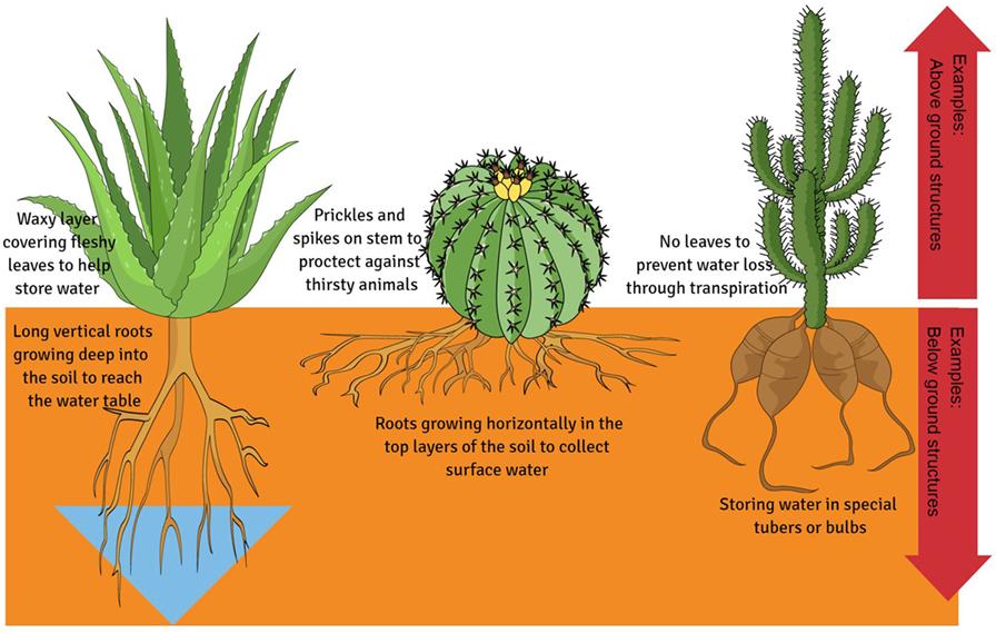 Exploring the Mechanisms of Plant ⁤Adaptation in Diverse Ecosystems