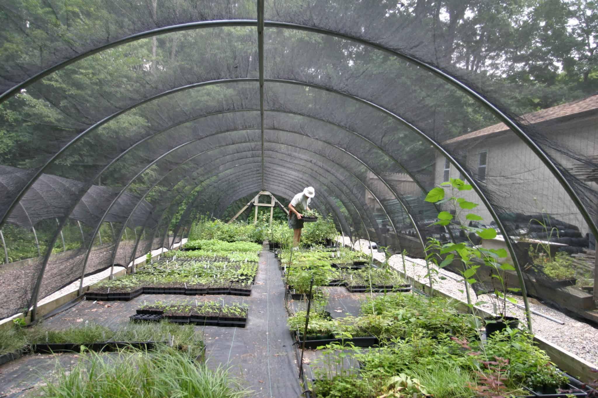 Creating Native Plant Sanctuaries to Attract Pollinators