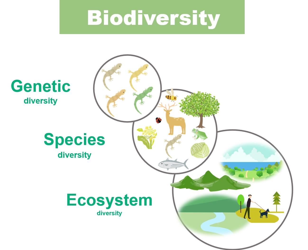 The Essential Role of Biodiversity in Ecosystem Health