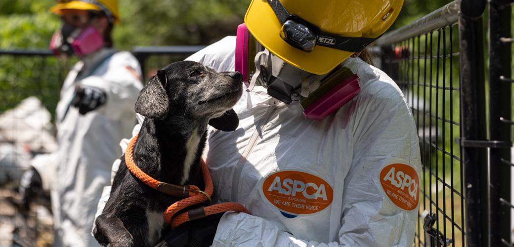 Incredible Transformations: Stories of Animals Saved from Adversity