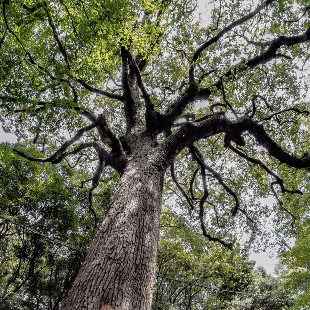 Understanding Resilience: How Plants Thrive in Harsh Environments