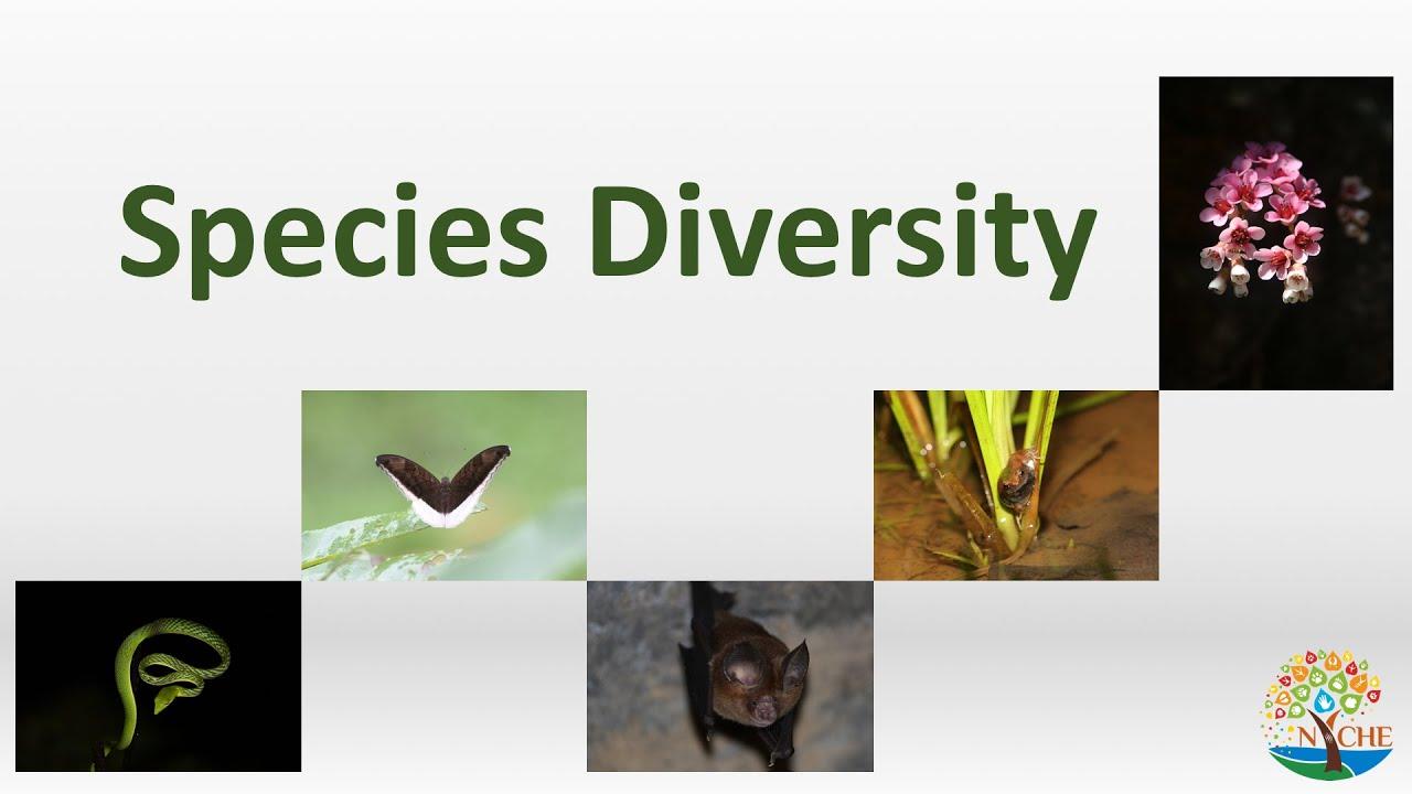 Interconnected Lives: How Species Diversity Sustains Human Well-being