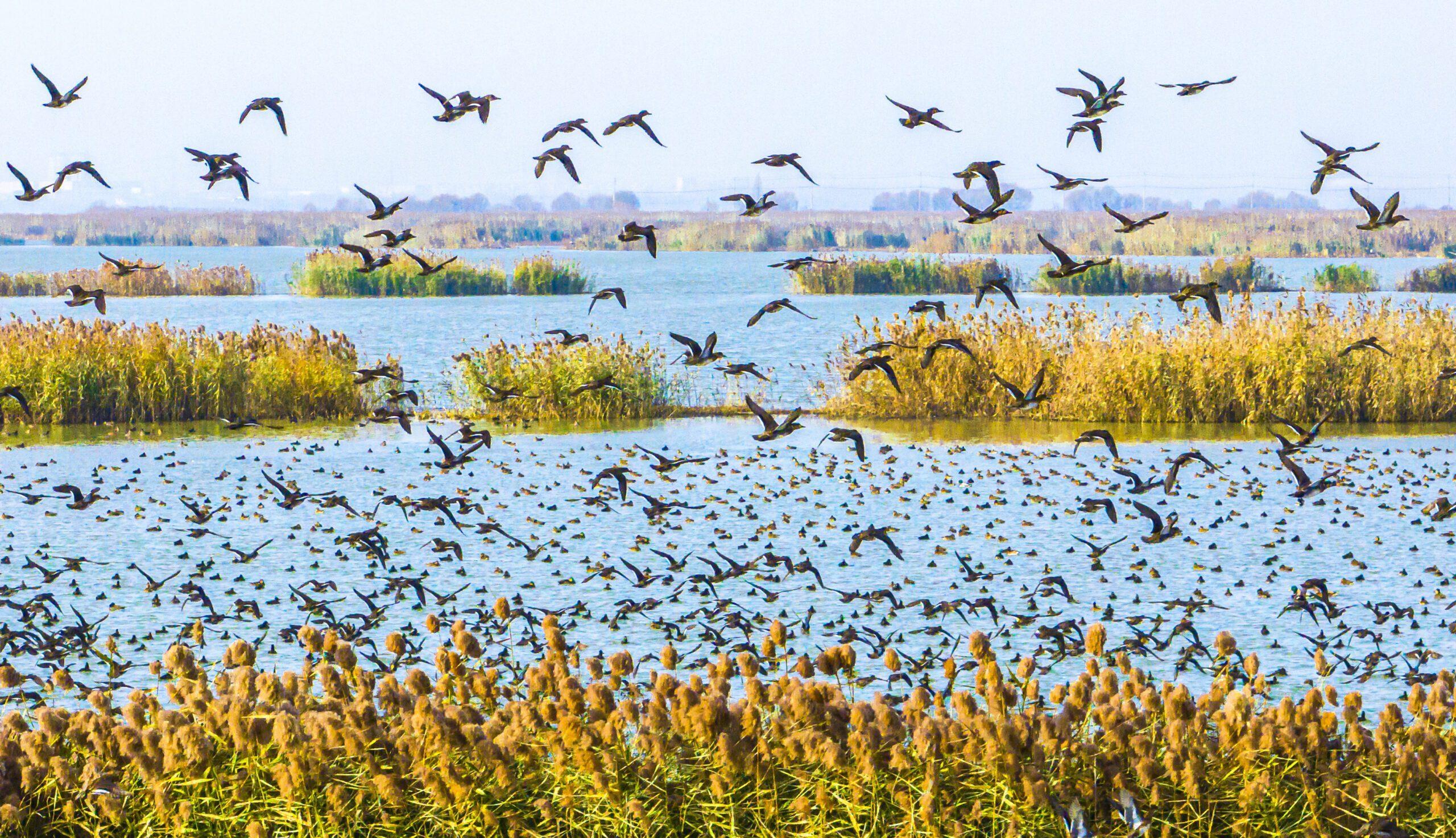 The Crucial Role of Wetlands in Climate Regulation