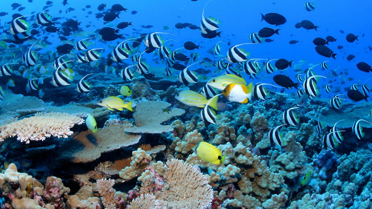 The Vibrant World of Coral Reefs and Their Inhabitants