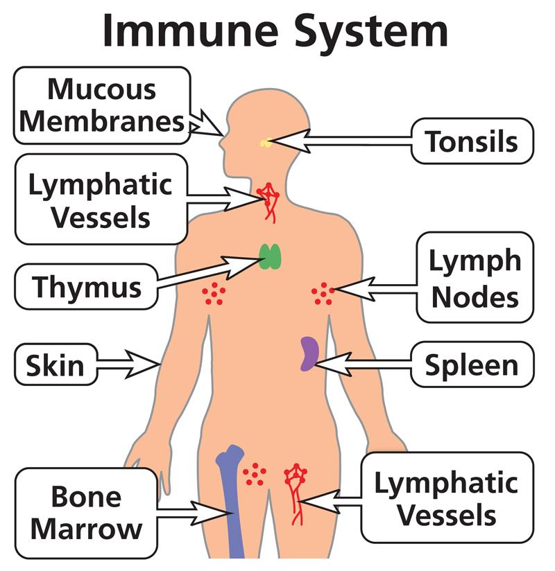 Understanding the Immune System: Key Functions and Components