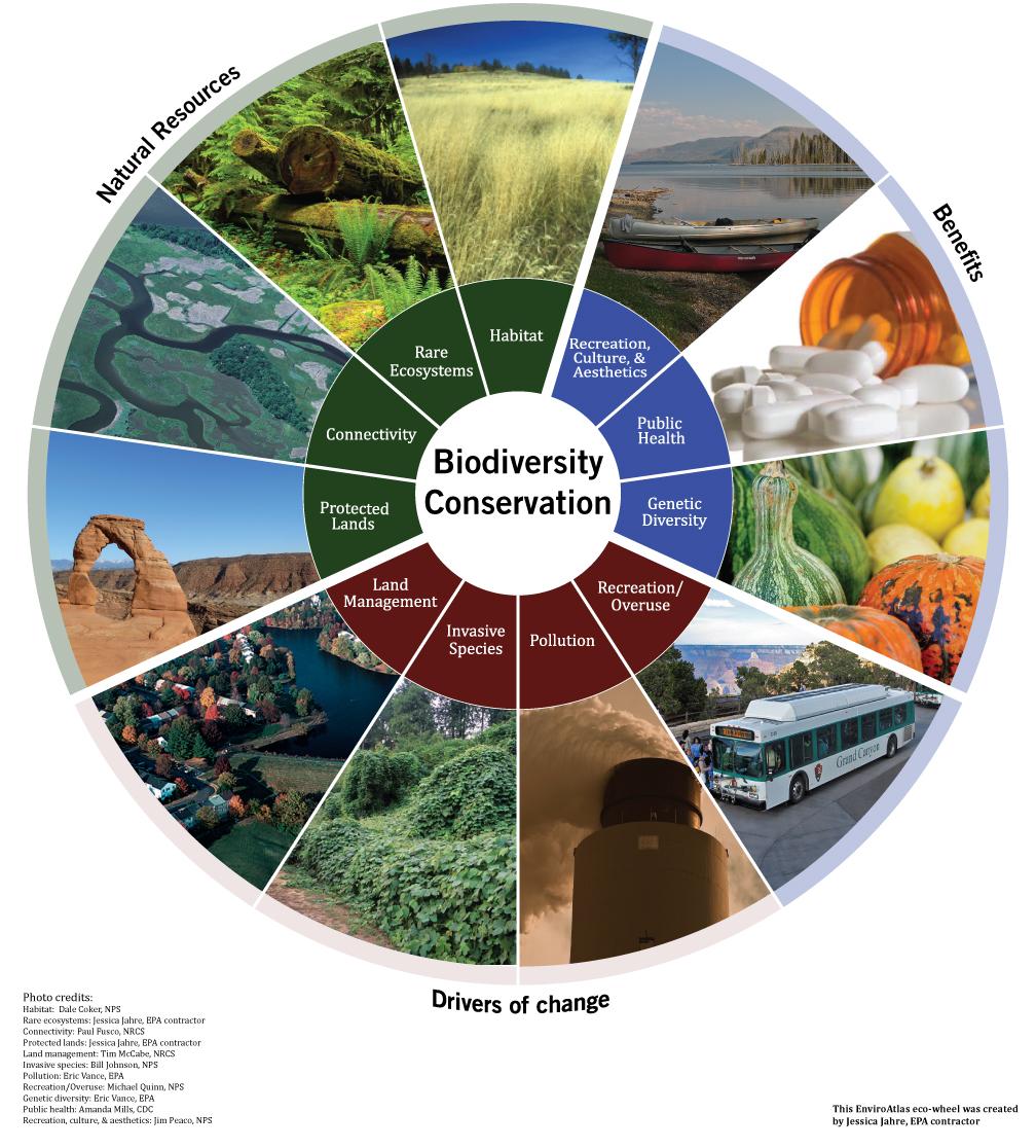 Designing a Diverse Ecosystem with Food and Shelter