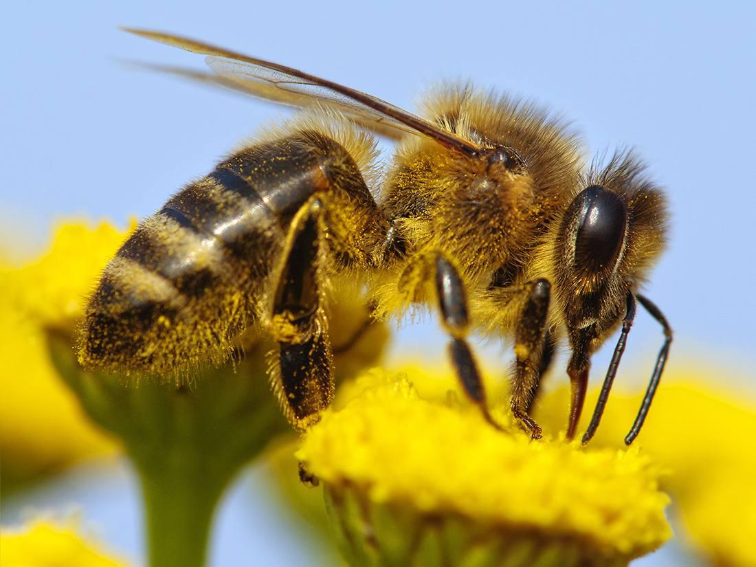 Exploring the Relationship Between Bees and Biodiversity