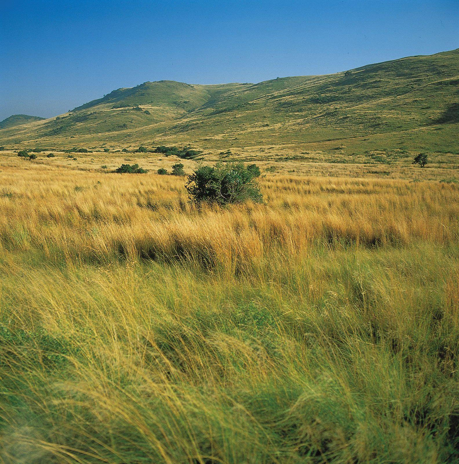 Exploring the Unique Ecosystems of Grasslands and Savannas