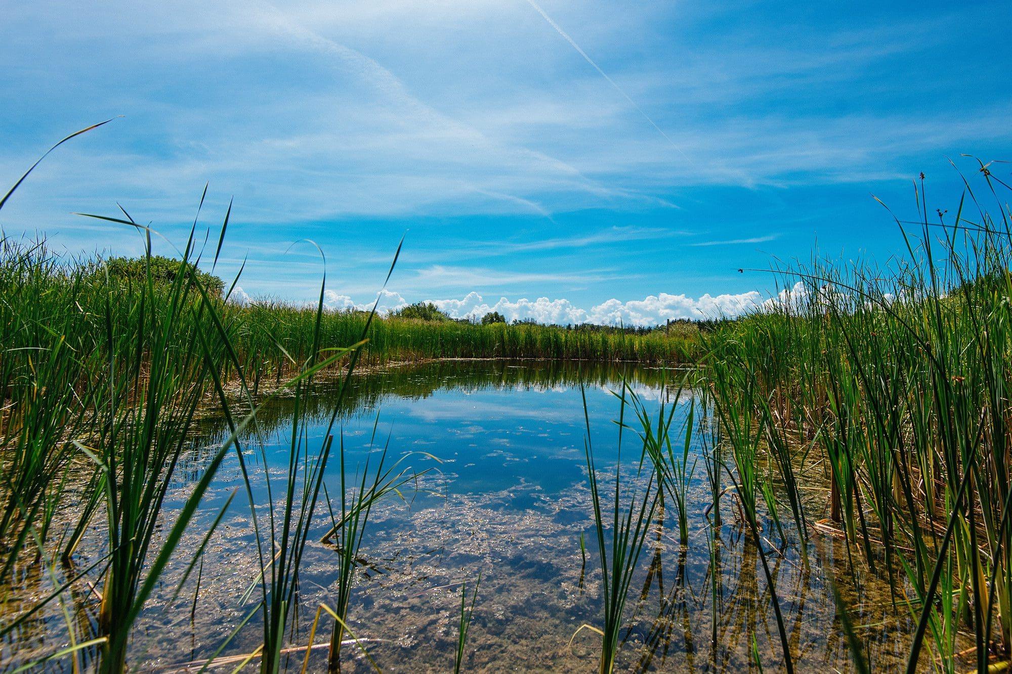 The Role of Wetlands in Climate Resilience