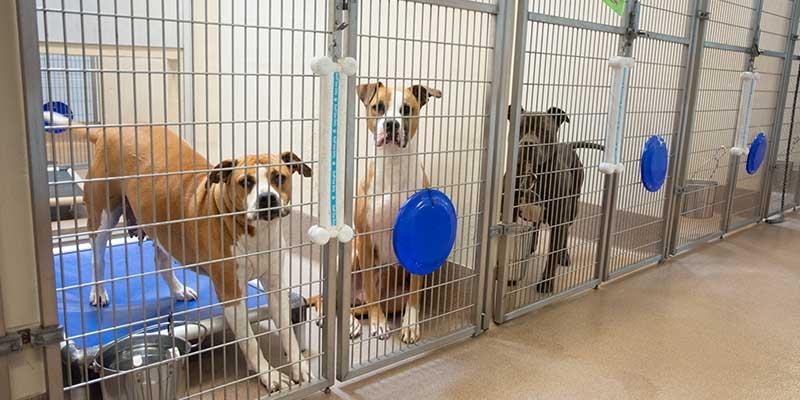 Understanding the Diverse Opportunities Available at Animal Shelters