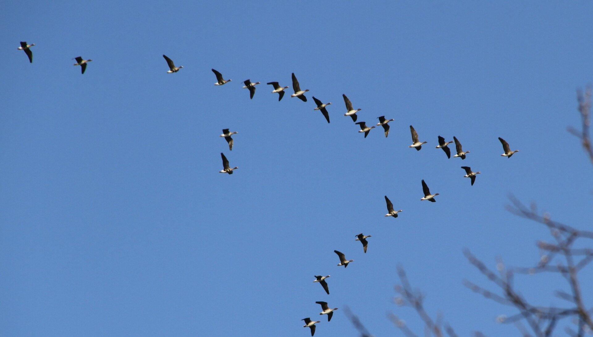 The Incredible Paths of Migration: Understanding Animal Journeys