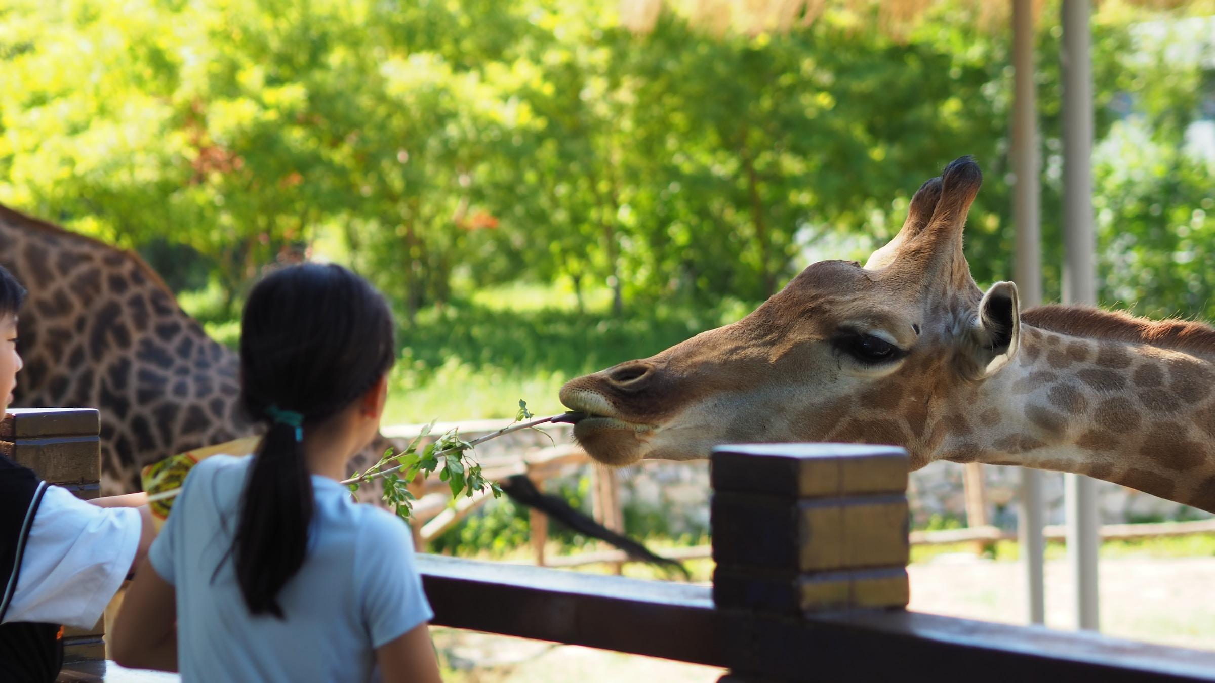 Understanding the Role of Zoos in Species Preservation