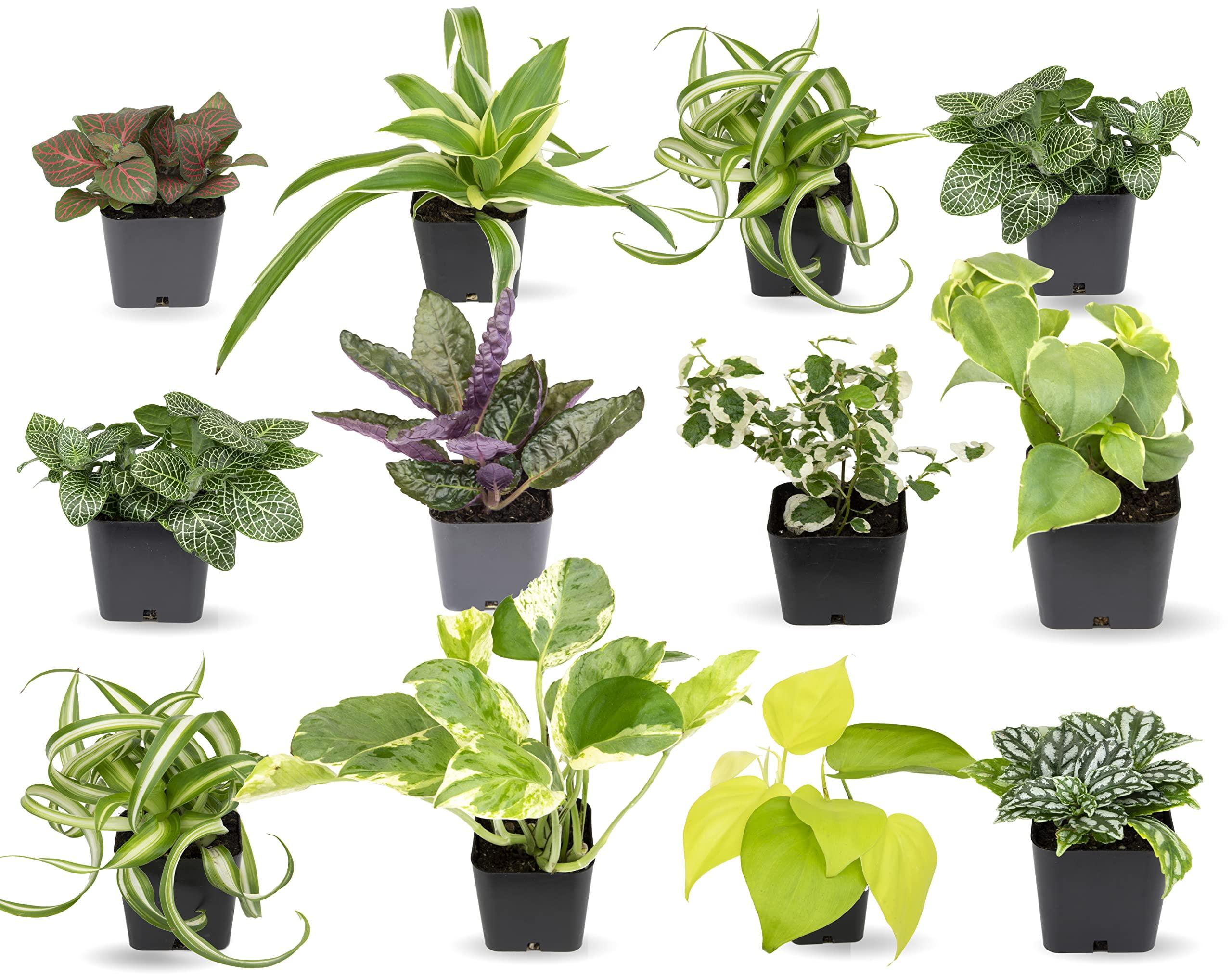 The Joy of Choosing Your Plants: A Selection Guide for Beginners