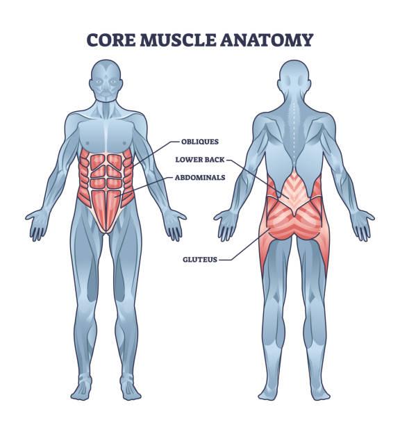 The Importance of Core Strength for Overall Fitness