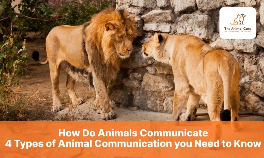 Understanding Behavioral Cues and Signals in Animal Communication