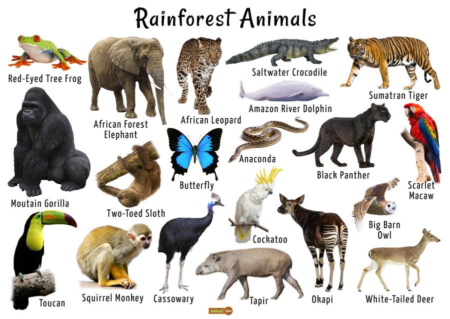 The Role of Rainforest Animals in Ecosystem Stability