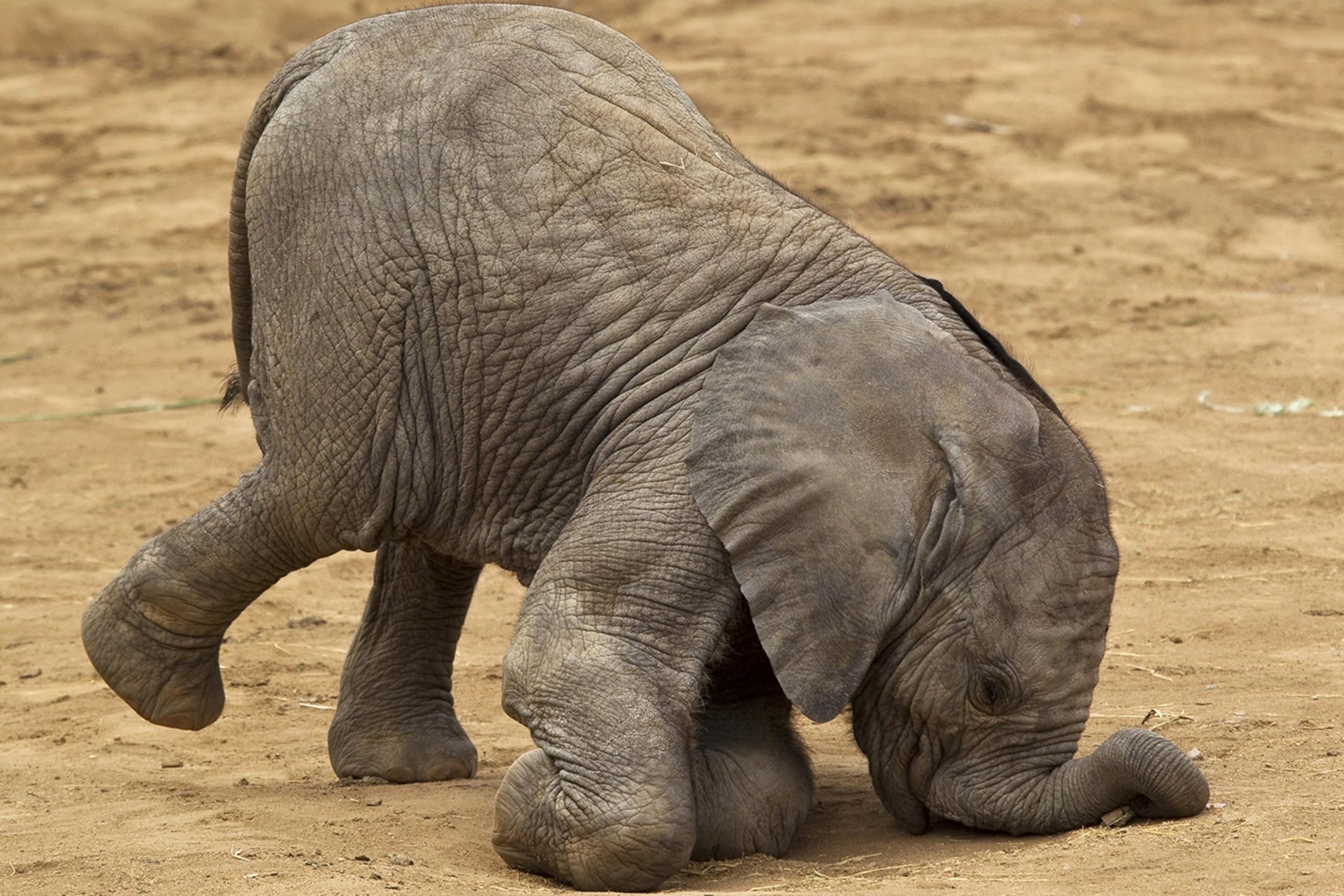 The Adorable Diversity of Baby Animal Species