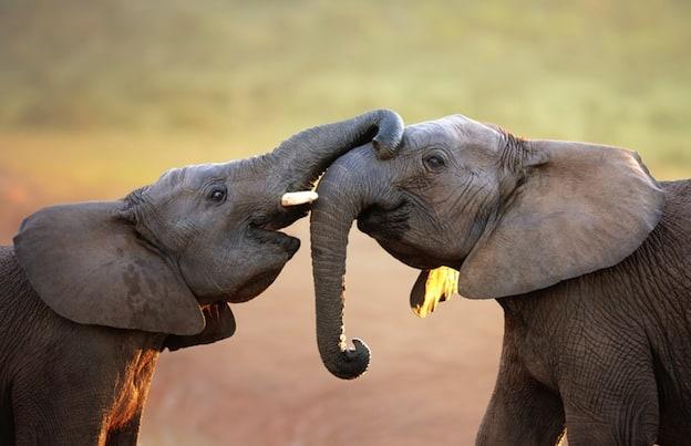 Understanding Elephant Communication in Social Structures