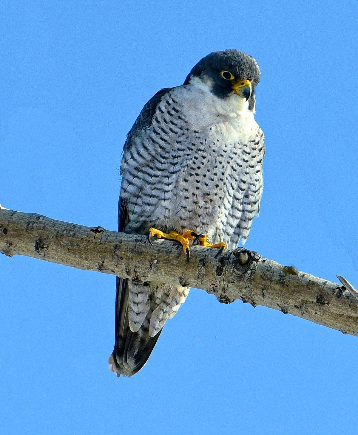 Soaring High: The Peregrine Falcons Impressive Speed and Hunting Techniques