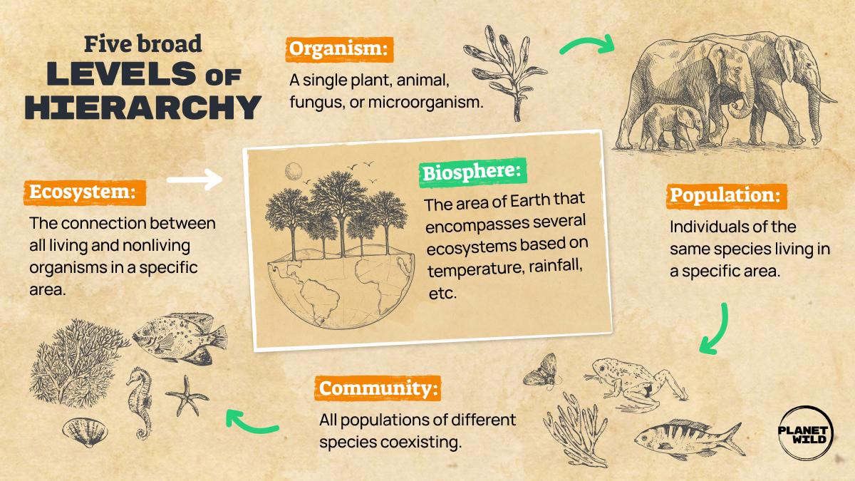 Examining the Impact of Keystone Species in Ecological Dynamics