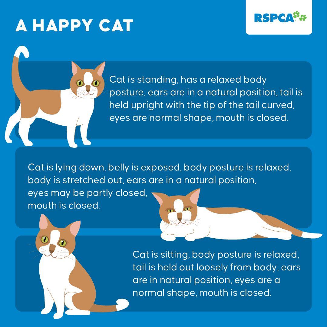 The Influence of Environment on a Cats Behavior