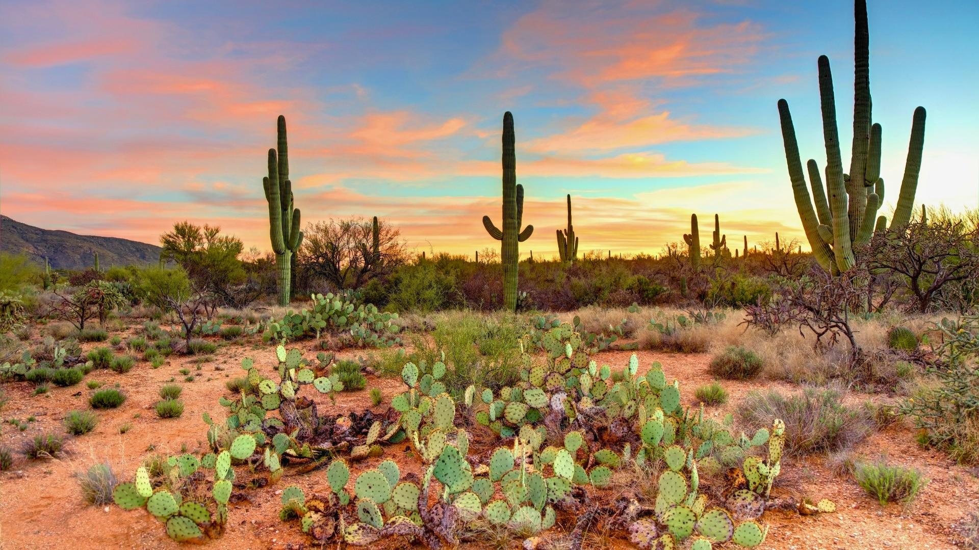 Flora and Fauna: Adapting to the Harsh Desert Climate