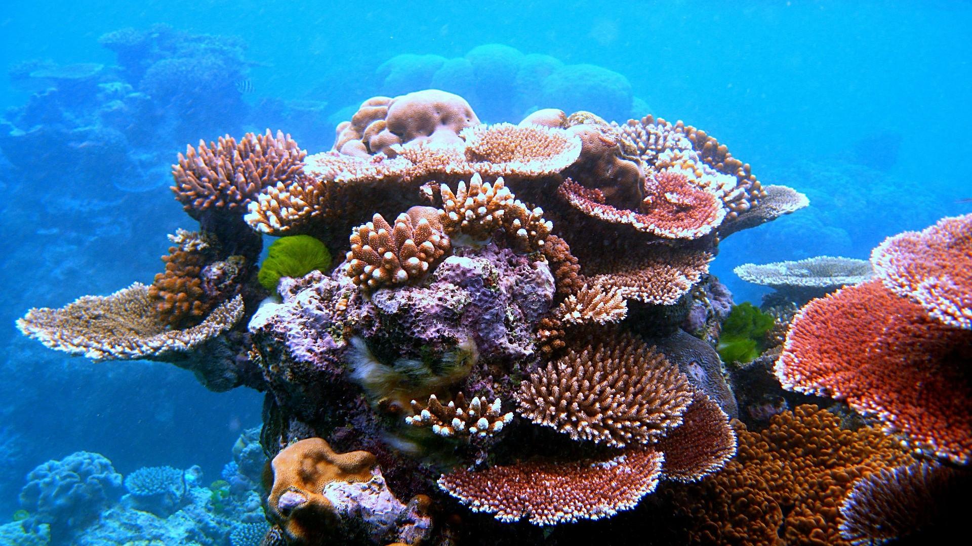 The Role of Coral Reefs in Coastal Protection and Ecosystem Health