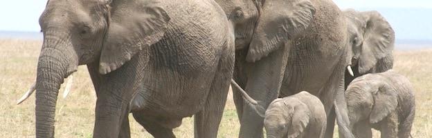 Understanding Elephant Social Structures and Hierarchies