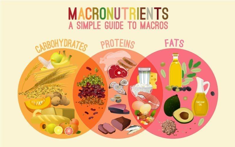 Understanding the Role of Macronutrients in Vitality