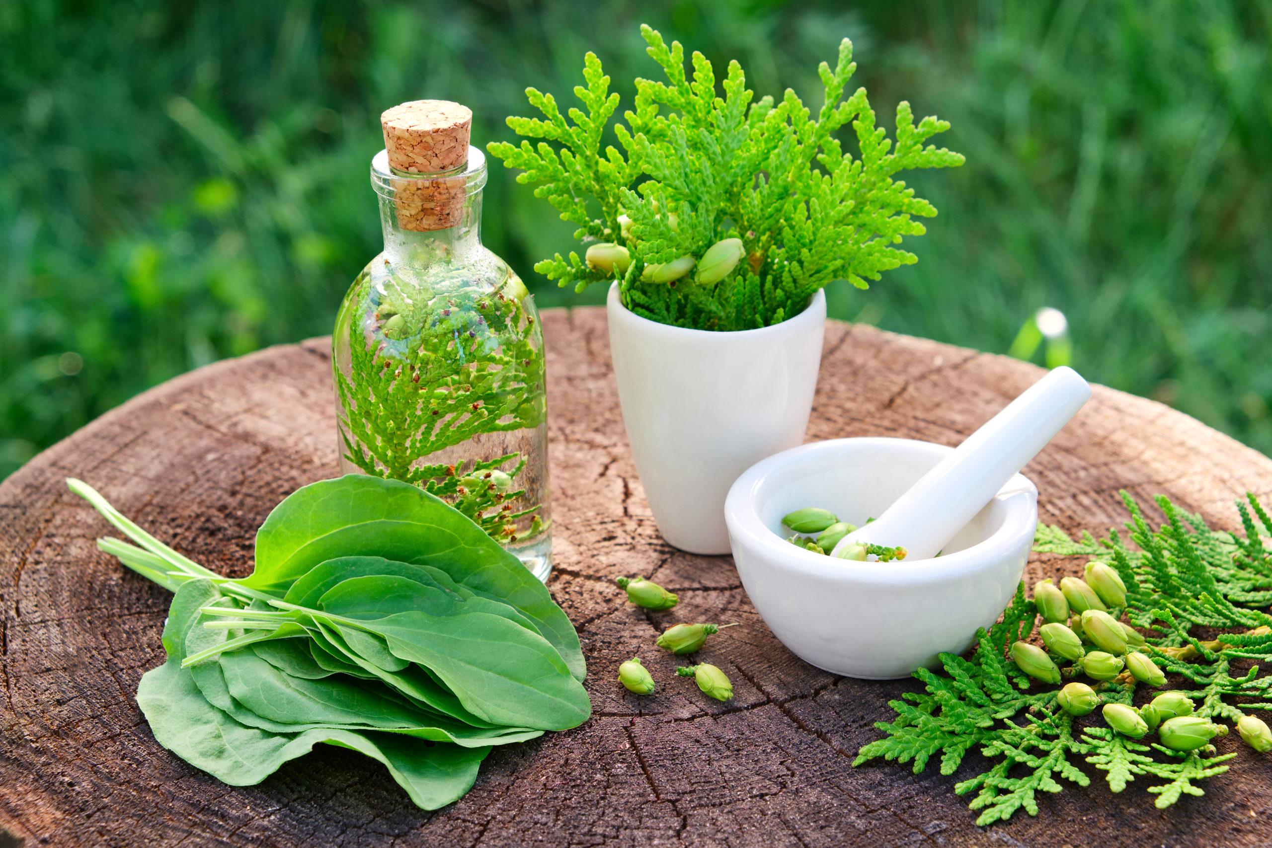 Harnessing the Power of Herbal Medicine for Everyday Ailments