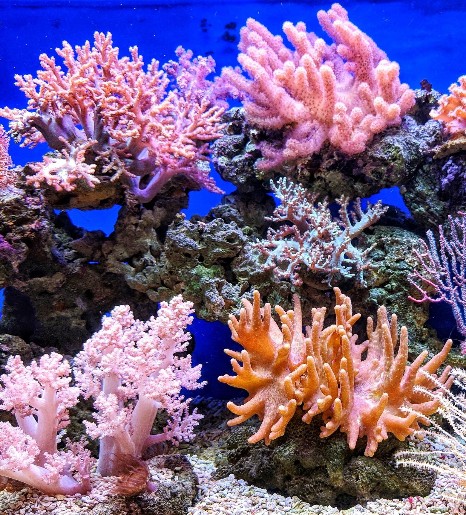 Unveiling the Biodiversity of Coral Reefs and Their Inhabitants