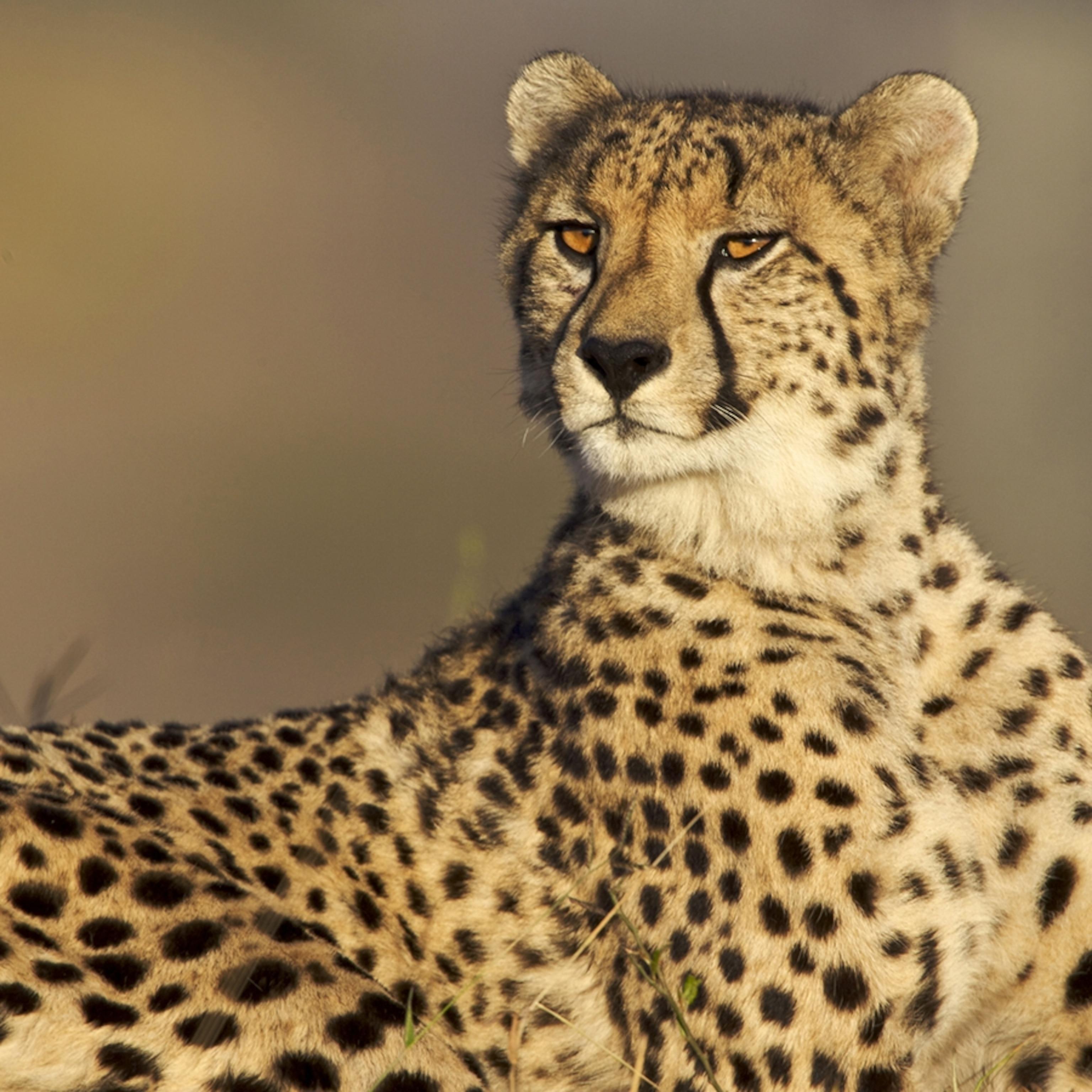 Unveiling Land Velocity: The Cheetahs Crown and Its Ecosystem Impacts