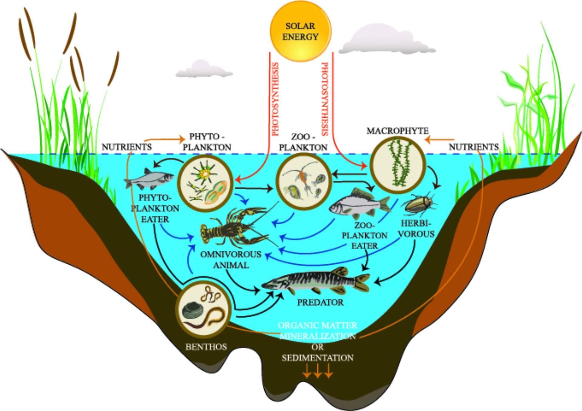 Understanding the Unique Characteristics of Freshwater Ecosystems