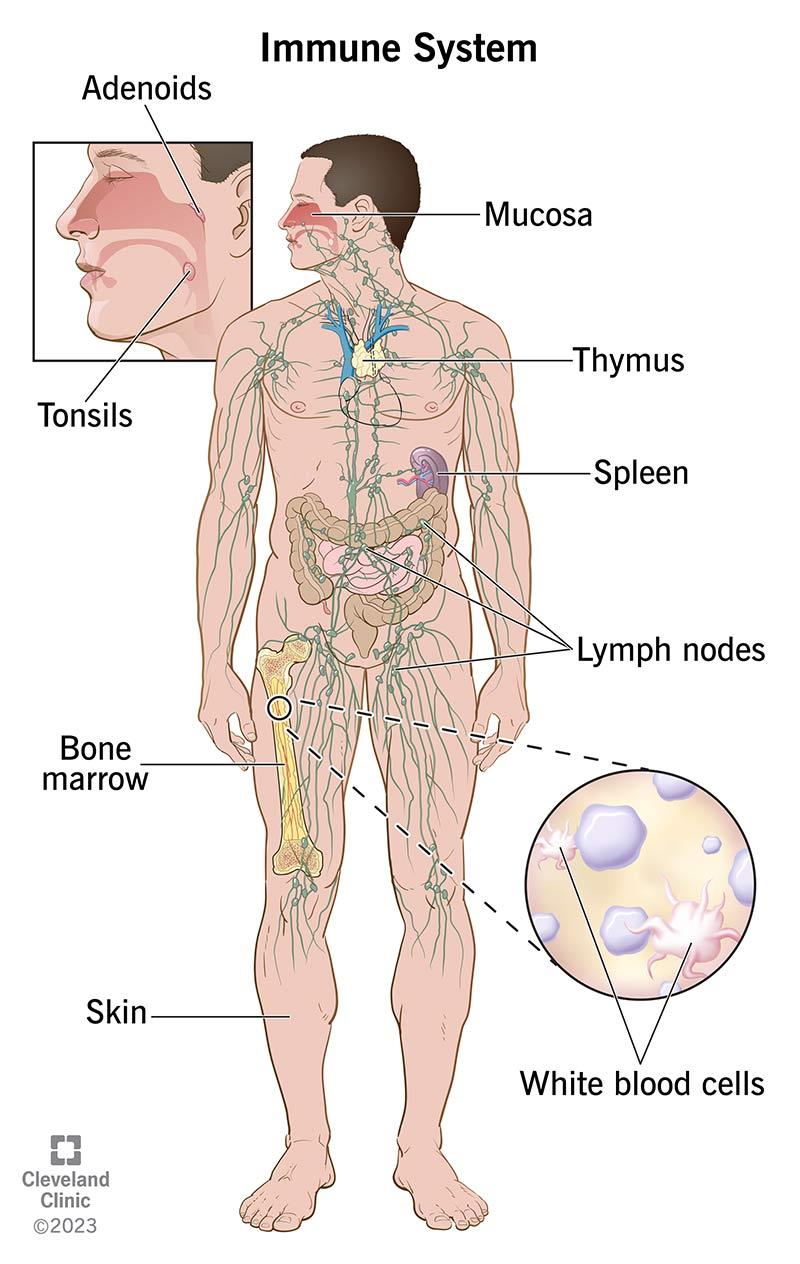 Understanding Immune Function and Its Importance for Overall Health