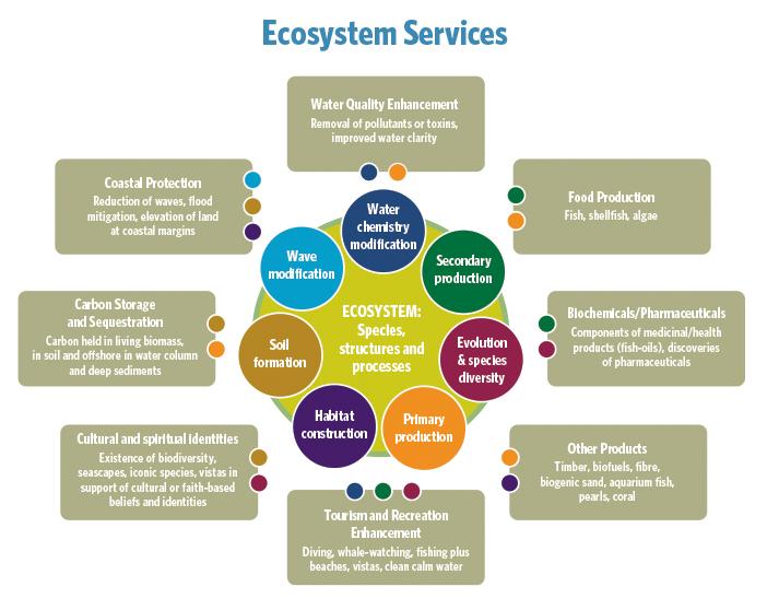 Ecosystem Services: The Essential Roles of Plant and Animal Partnerships