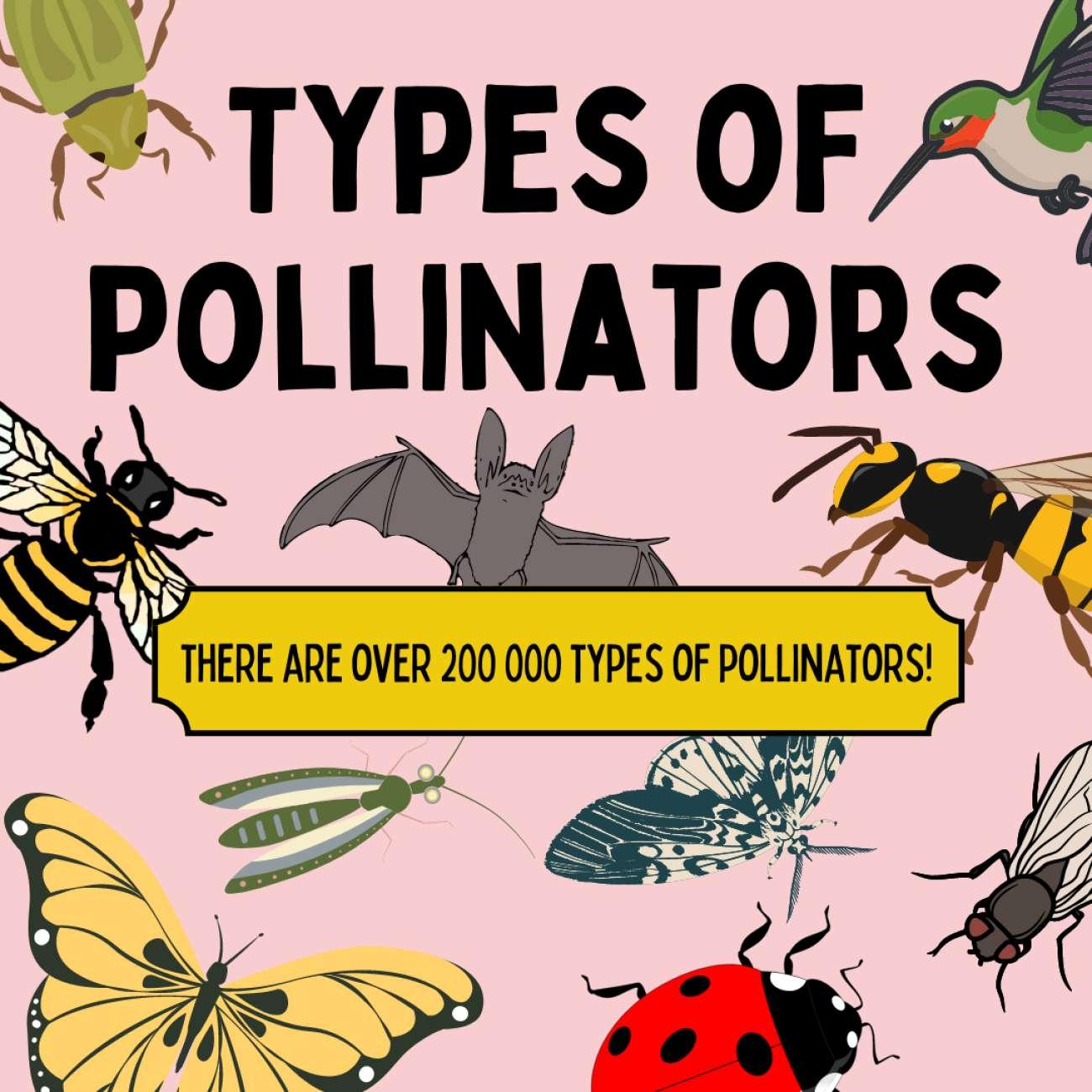 Diversity Matters: The Various Roles of Pollinators