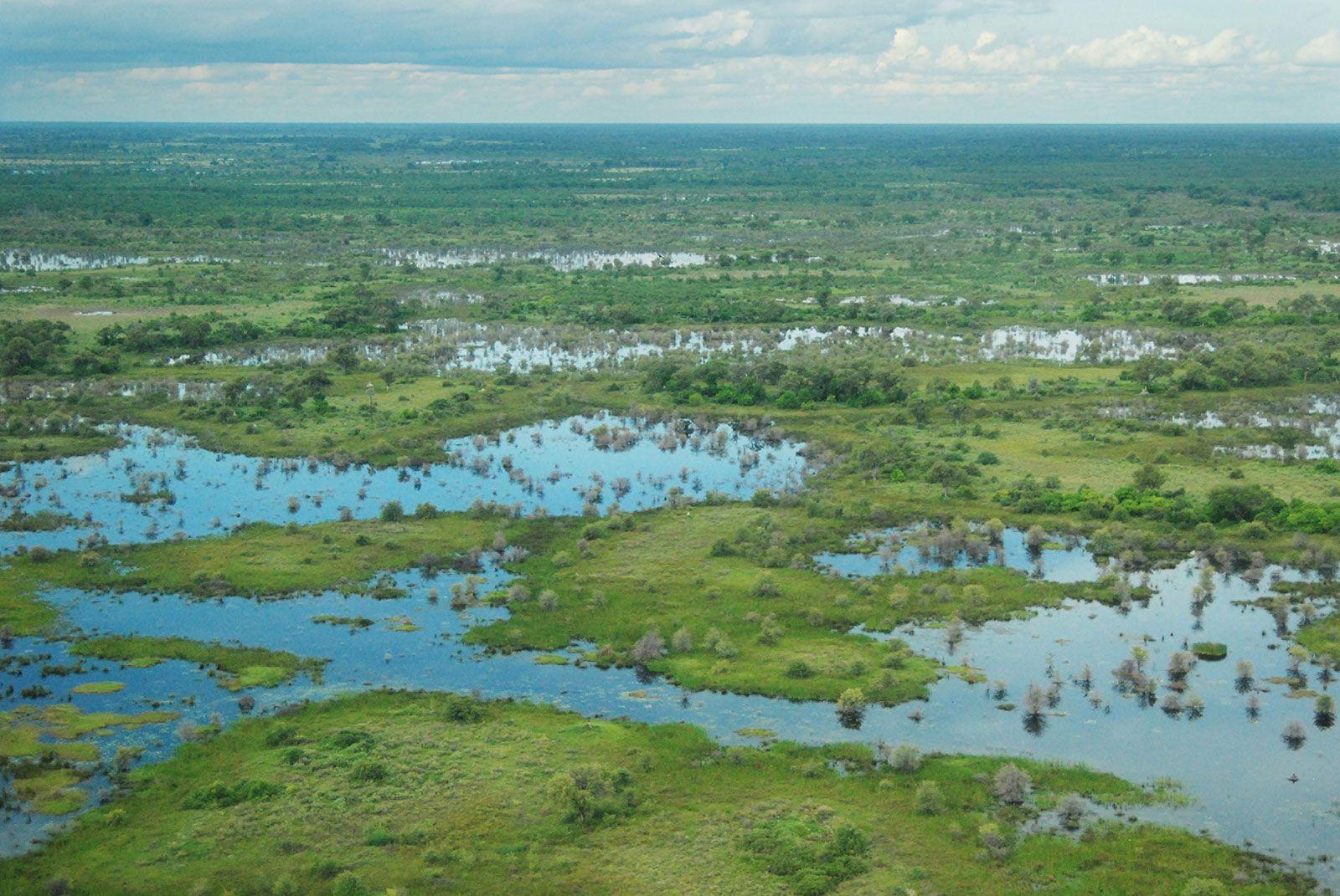 The Role of Wetlands in Biodiversity Conservation and Climate Resilience