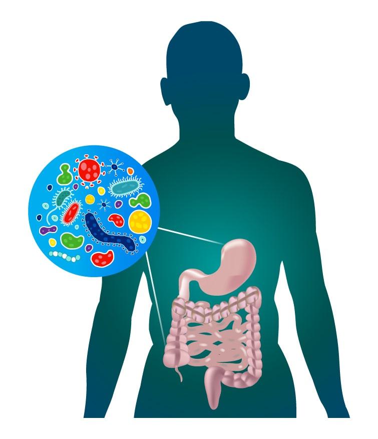 The Fundamental Role of the Gut Microbiome in Overall Health