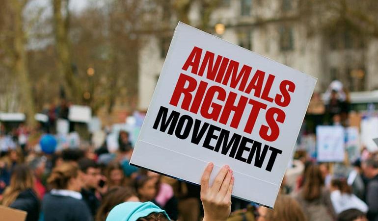 Understanding the Philosophical Foundations of Animal Rights and Ethics