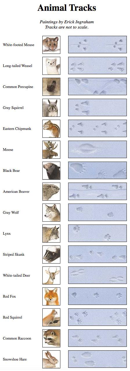 Understanding the Basics of Animal Track Identification