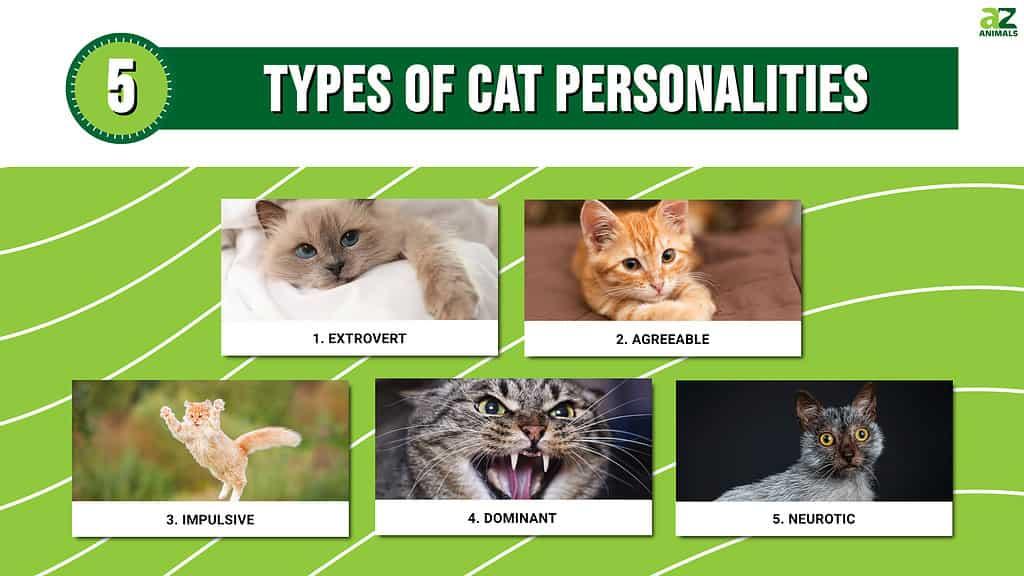 The Importance of Temperament in Choosing the Right Cat for Your Lifestyle